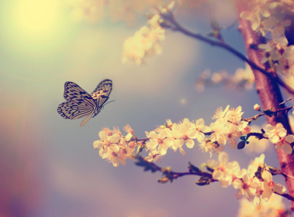 A butterfly in flight beside spring blossom